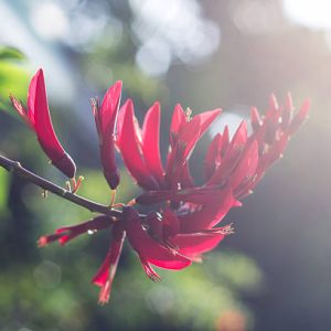 Willy Willy (Erythrina Indica)