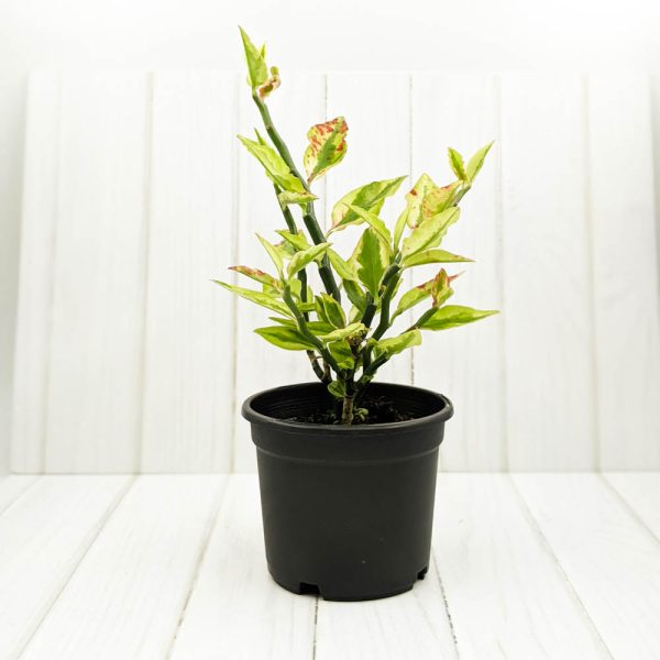 Zig-Zag Plant (Pedilanthus Tithymaloides var.)
