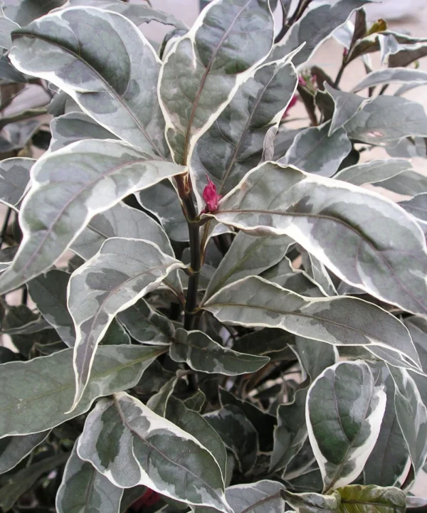 Peranthemum ‘Silver / Grey’ (Pseudoeranthemum SPP.)