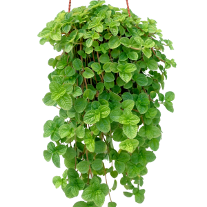 Aaron’s Beard (Pilea Nummulariifolia)