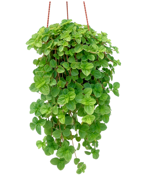 Aaron’s Beard (Pilea Nummulariifolia)