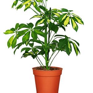 Umbrella Tree (Schefflera Actinophylla)