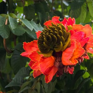 African Tulip Tree (Spathodea Campanulata)