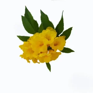 Yellow Elderberry (Tecoma Stans)