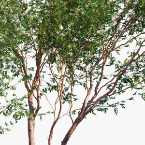 Birch Gum Tree (Bursera simaruba)