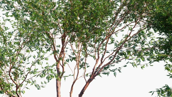 Birch Gum Tree (Bursera simaruba)
