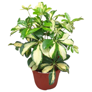 Umbrella Plant ‘Var. Green & Yellow’ (Schefflera Arboricola var.)