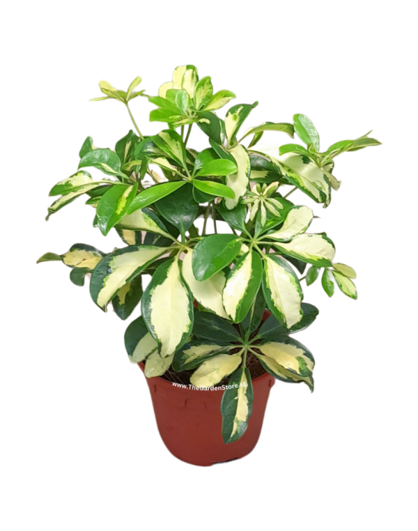 Umbrella Plant ‘Var. Green & Yellow’ (Schefflera Arboricola var.)