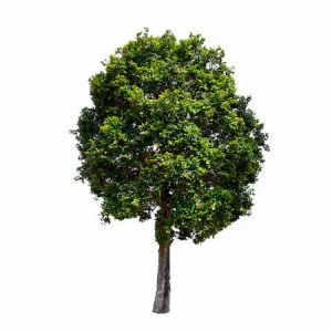 Whitewood Tree (Tabebuia Pallida)