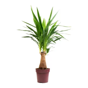Yucca ‘Soft Tip With White Leaf Margins`(Yucca Elephantipes ‘Var.’)
