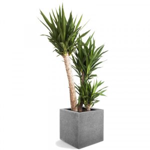 Yucca ‘Hard Tip’ (Yucca aloifolia)