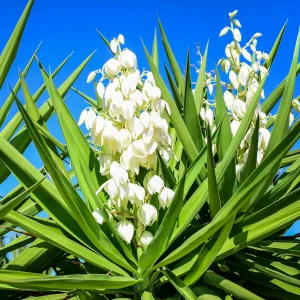 Yucca ‘Soft Tip Spineless’ (Yucca Elephantipes)