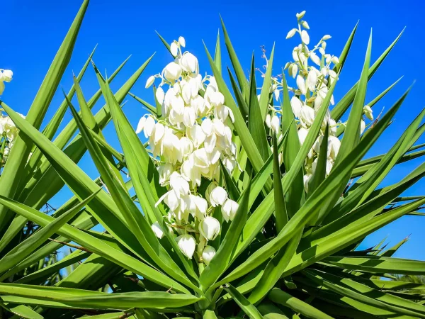 Yucca ‘Soft Tip Spineless’ (Yucca Elephantipes)