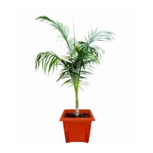 Cabbage Palm (Roystonea Oleracea)