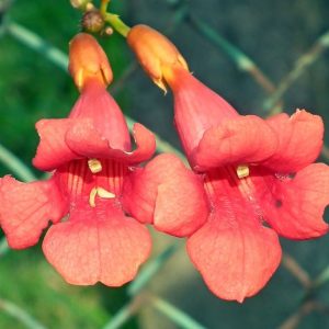 Bignonia Vine ‘Pink’ (Bignonia capreolata)