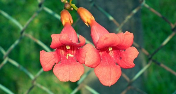 Bignonia Vine ‘Pink’ (Bignonia capreolata)
