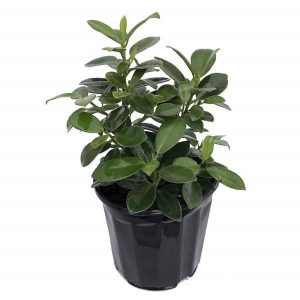 Chinese Banyan (Ficus Retusa)