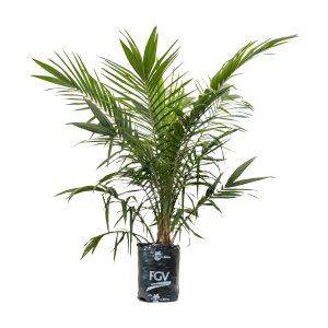 African Oil Palm (Elaeis Guieenis)