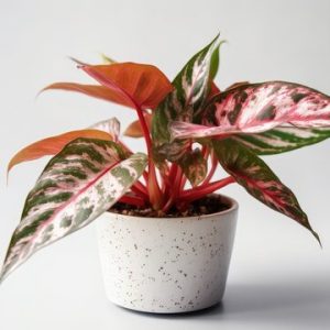 Aglaonema ‘Ribbon’ (Aglaonema Truebii)