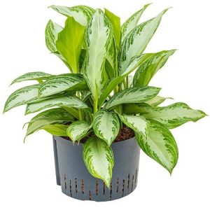 Aglaonema ‘Silver & Green’ (Aglaonema  Maranifolia)