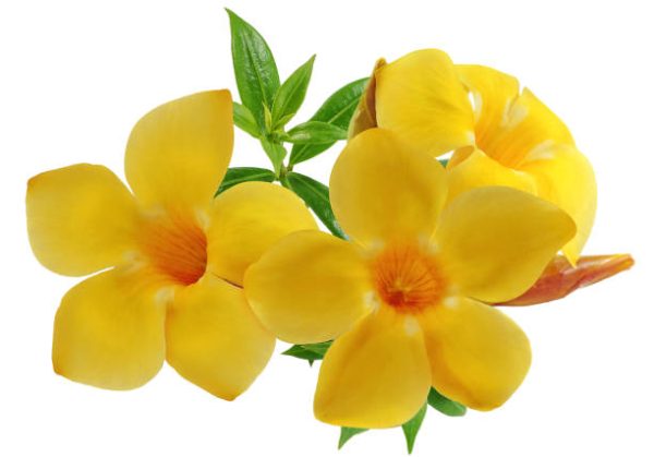 Allamanda ‘Yellow Shrub’ (Allamanda Carthartica)