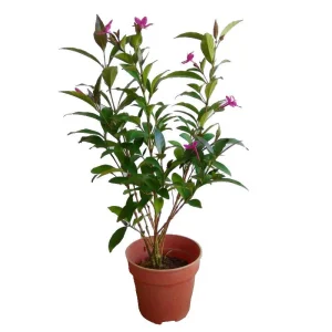 Eranthemum "Pink" (Pseuderanthemum laxiflorum)