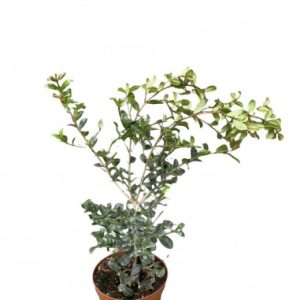 Eugenia 'Yellow' (Eugenia Myrtifolia ‘Variegata’)