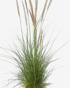Feather Grass 'Green' (Pennicetum Rupellii)