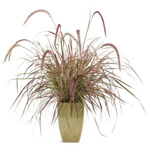 Feather Grass ‘Red’ (Pennicetum rubrum)
