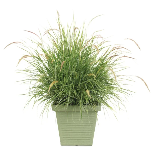 Feather Grass ‘Variegated’ (Pennisetum Skyrocket)