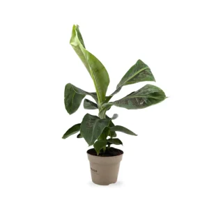 Fig (Musa)