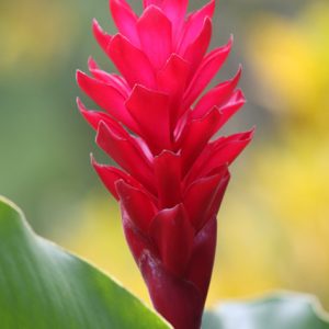 Ginger Lily ‘Pink’ (Alpinia SPP)