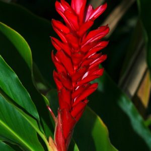 Ginger Lily ‘Red’ (Alpinia Purpurata)