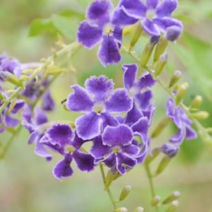 Golden Dew Drop ‘Blue’ (Durantha repens )