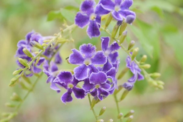 Golden Dew Drop ‘Blue’ (Durantha repens )