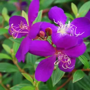 Hanging Basket (Tibouchina SPP.)