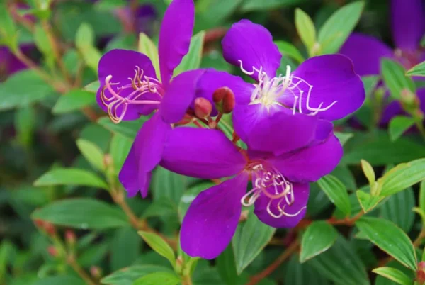 Hanging Basket (Tibouchina SPP.)