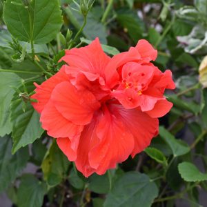Hibiscus (Hibiscus Rosa-Sinensis SPP.) (Double Flowers)