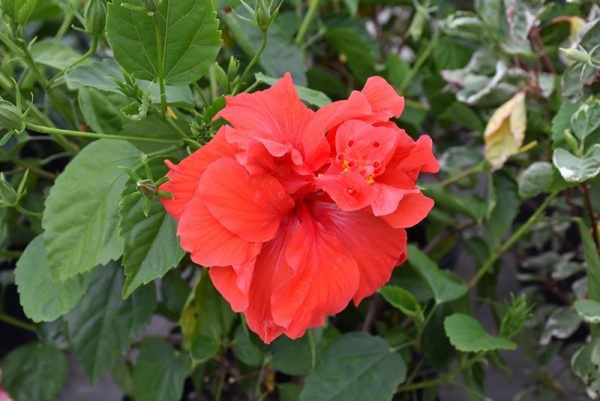 Hibiscus (Hibiscus Rosa-Sinensis SPP.) (Double Flowers)