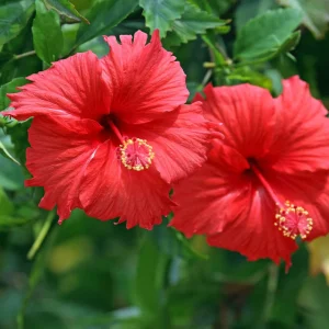 Hibiscus (Hibiscus Rosa-Sinensis SPP.) (Large Flowers)