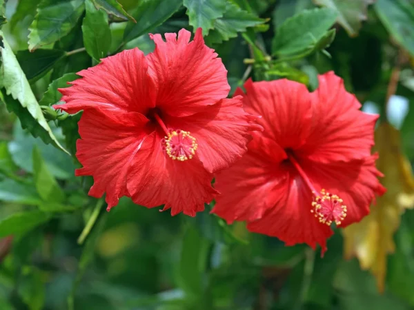 Hibiscus (Hibiscus Rosa-Sinensis SPP.) (Large Flowers)