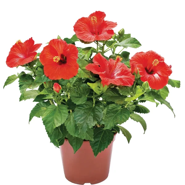 Hibiscus (Hibiscus Rosa-Sinensis SPP.)(Grafted Assorted)