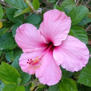 Hibiscus (Hibiscus Rosa-Sinensis ‘lafrance’) (Small Pink)