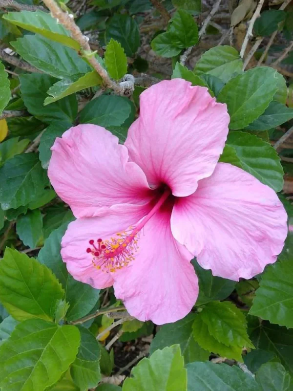 Hibiscus (Hibiscus Rosa-Sinensis ‘lafrance’) (Small Pink)
