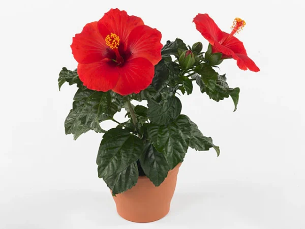 Hibiscus ‘Red’ (Hibiscus Rosa-Sinensis)