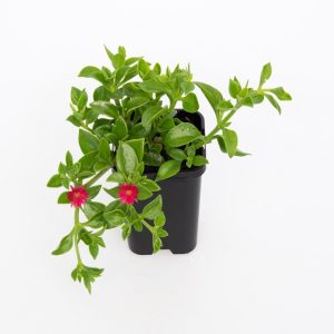 Ice Plant (Aptenia Cordifolia)