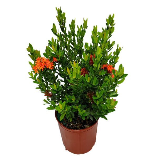Ixora "Dwarf Red" (Ixora taiwanensis)