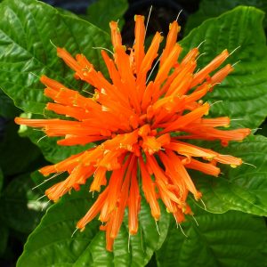 Justica ‘Orange’ (Justica Corumbensis)