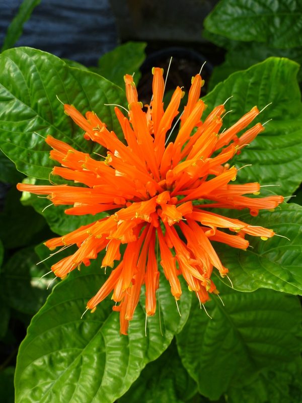 Justica ‘Orange’ (Justica Corumbensis)