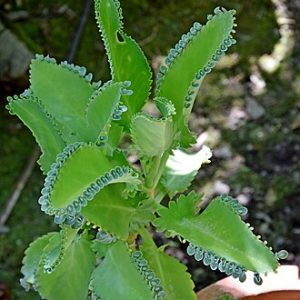 Kalanchoe "Wild" (Kalanchoe Bryophtllum)